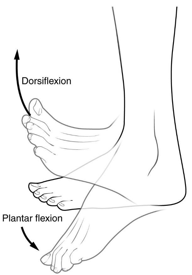 Dorsiplantar Flexion (Wikimedia Commons)