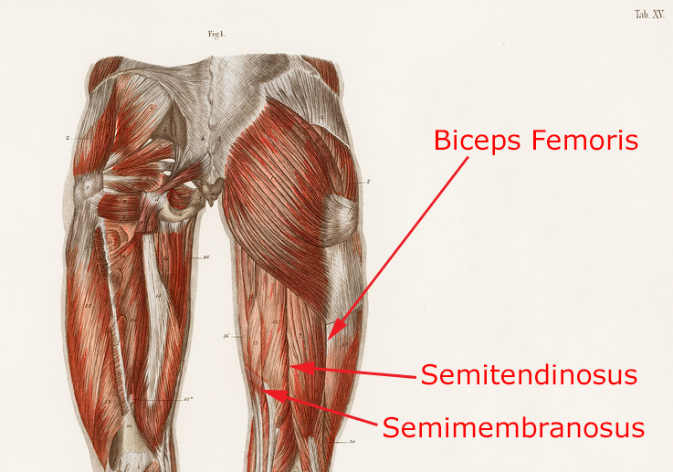 Legs - Hamstrings (Flickr) Labeled