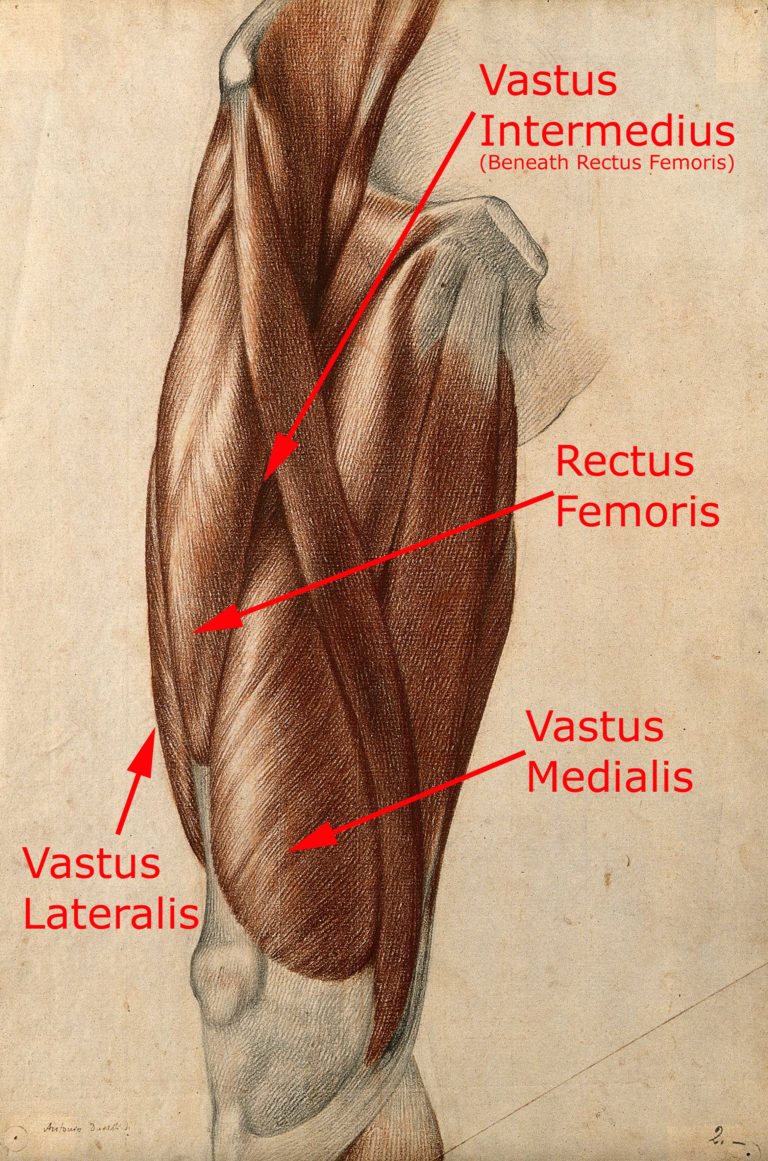 Quads (Wikipedia Commons) - Labeled