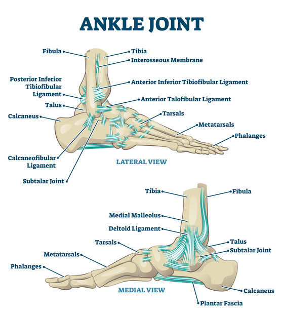 Ankle joint vector illustration. Labeled educational leg structure scheme.