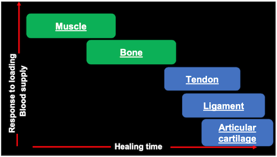 Healing Time Graph